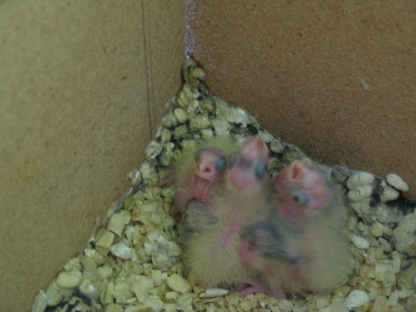 Korelky-kroužkování